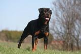 ROTTWEILER 584